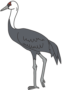 Hooded Crane